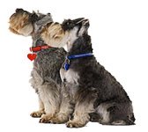 two identical mini schnauzers