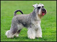 miniature schnauzer with long tail