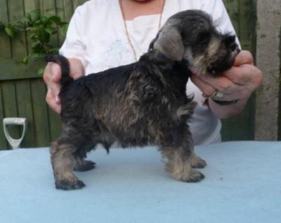 6 week old schnauzer puppies