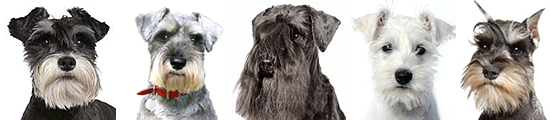 row of mini schnauzer faces