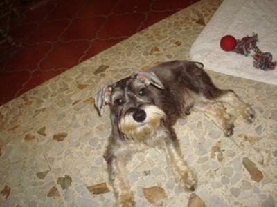 6-month-old miniature schnauzer in Dominican Republic