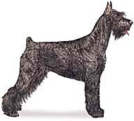 reverse image of AKC Giant Schnauzer