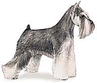 AKC Miniature Schnauzer reversed