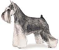 AKC Miniature Schnauzer