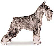 AKC standard schnauzer reversed