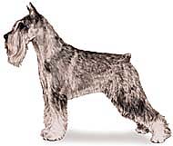 AKC standard schnauzer