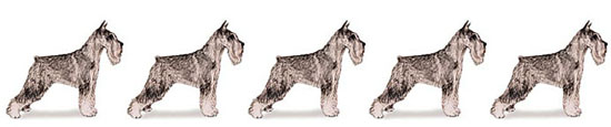 AKC standard schnauzer line