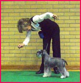 Miniature Schnauzer Club Show competitor