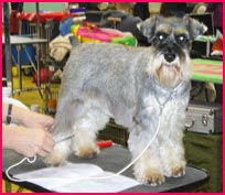 Miniature Schnauzer Club Championship Show miniature schnauzer grooming