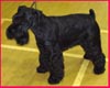 Miniature Schnauzer Club Championship Show black miniature schnauzer