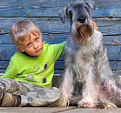 gray Giant Schnauzer with child