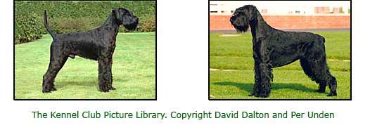 Kennel Club Giant Schnauzer x 2