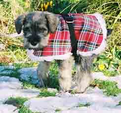 Max the  Schnauzer puppy aged 8 weeks