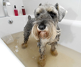 Max the Schnauzer in the bath