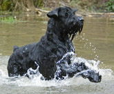 Philip the Giant Schnauzer swimming 