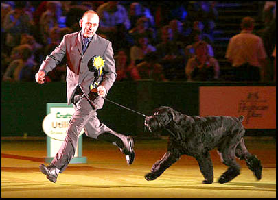 Giant Schnauzer Champion Philippe in ring