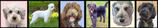 crossbreed dogs - different heads of Schnoodles