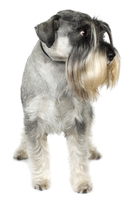 standard schnauzer breeders salt and pepper