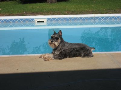 Harley the Sunbathing Schnauzer 