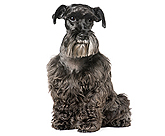 black standard schnauzer for Schnauzer Pictures