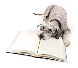 Max the Schnauzer dog quiz image