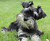 Cute Miniature Schnauzer