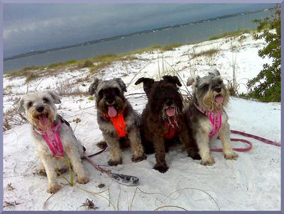 4 mini schnauzers make a pack and love beach