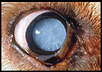 canine cataracts