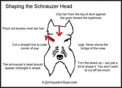 Schnauzer head