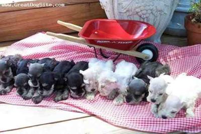 All these Mini-Schnauzer pups are 8 weeks