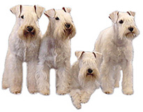 four white miniature schnauzers