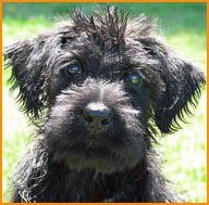 giant schnauzer puppy