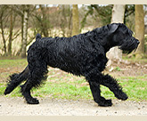 Champion giant schnauzer Philip exercising