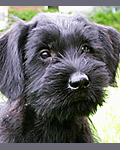 Black giant schnauzer puppy