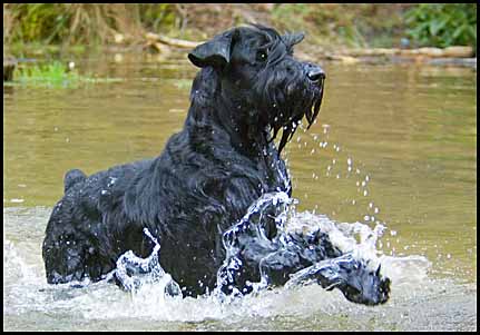  Philip enjoying a swim