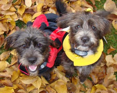 Halloween schnauzers