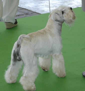 A white mini with the telltale cream stripe.