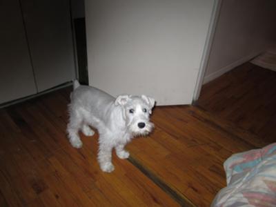 Albino miniature sales schnauzer