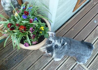 Are these flowers edible, Mummy.. ?