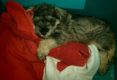 Kenny at 6 weeks (Schnauzer)