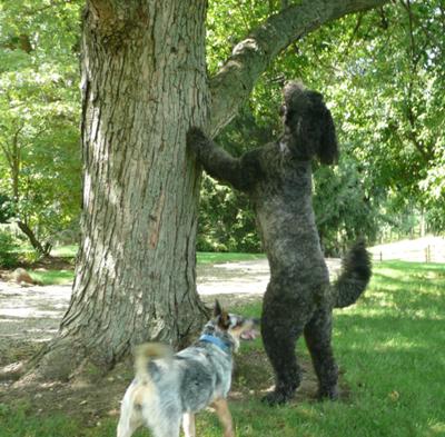 Look out squirrel -