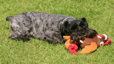 Sooty with toy.