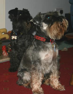 Sooty with Alfie.