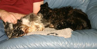 Both dogs laying against my husband.