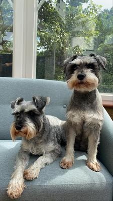 Schnauzer rehoming sales