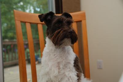 Lucy sitting at the dinner table