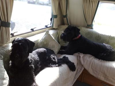 Two Giant Schnauzers  Enjoying a  Caravan Holiday!