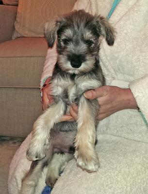 male Mini Schnauzer puppy urgently needs new home