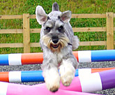 Max the Schnauzer agility exercises