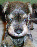 Max the Schnauzer puppy image